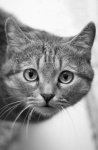 Cat Kitten Pet Portrait