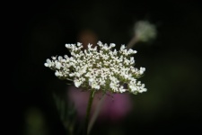 Small White Flowers, Flora