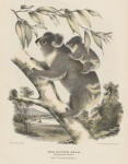 Koala Bear Vintage Poster