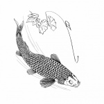 Koi Carp Fish Clipart