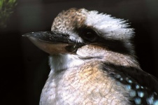 Kookaburra Kingfisher Bird Portrait