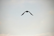 Large Bird In Flight Against A Grey