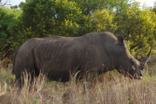 Large Rhinoceroses In Bush Veldt