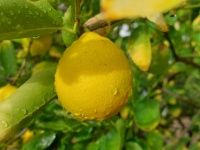 Lemon In The Rain