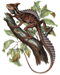 Lizard Basilicus Mitratus
