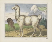 Llama Vintage Art Poster