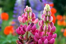Lupine Flower Blossom Colorful