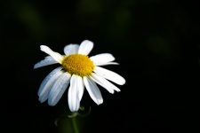 Daisy, Floral Background