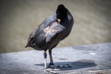 Coot, Black Bird