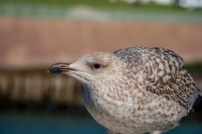 Young Herring Gull