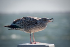 Seabird, Young Herring Gull