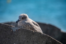Seabird, Young Herring Gull