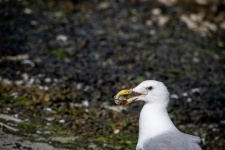 Seagull, Seabird, Head Gull
