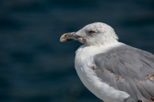 Gull, Seabird, Herring Gull