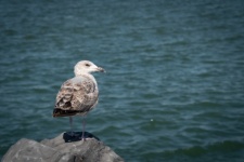 Seagull, Seabird, Herring Gull
