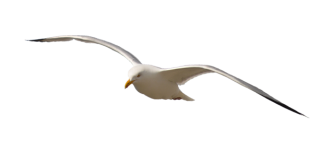 Seagull Bird Flying Clipart
