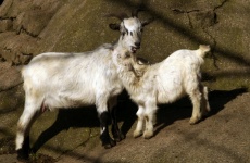 Cute Goat Kid Farm