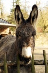 Cute Poitou Donkey