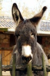 Cute Poitou Donkey