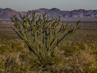 Ocotillo Cactus In Desert