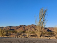Ocotillo Cactus In Desert