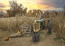 Old Tractor In Corn Field
