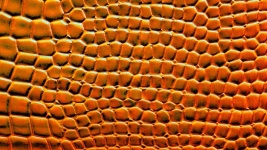 Orange Crocodile Skin Background