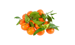 Orange Fruit Fruit Clipart