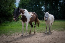 Horses, Equidae, Pasture, Mammal