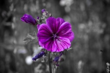 Purple Flower, Malva Sylvestris