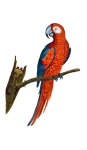 Parrot Scarlet Macaw Clipart