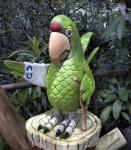Parrot, Costa Rica