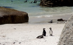 Penguin Couple On Beach
