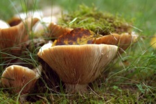 Mushroom Autumn Leaves Autumn Nature