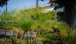 Plant, Papyrus Reed, Cyperus Papyrus