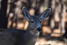 Portrait Of A Deer In The Forest