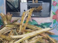 Processing Sugar Cane