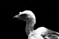 Profile Of Vulture - Bnw