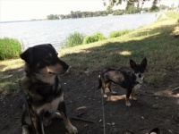 Dogs On The Lagoon