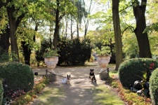 Dogs In The Park