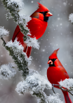 Red Cardinals On Icy Branch