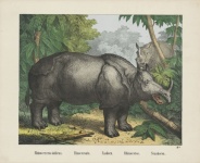 Rhinoceros Vintage Art Poster