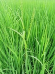 Rice Plant In The Forest Field