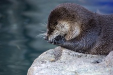 River Otter In Airzona