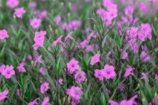 Pink Flowers Blooms Perennial