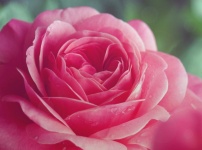 Rose Rose Flower Blossom Pink