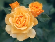 Roses Rose Blossom Flowers Yellow