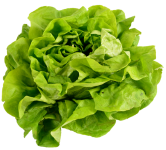 Lettuce Leaf Lettuce Vegetable Clipart