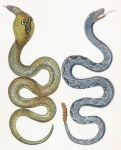 Snake Cobra Rattlesnake