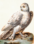 Snowy Owl Vintage Art